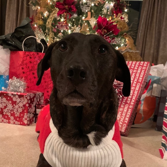 Meet your Posher, Alexandra - Picture 1 of 1